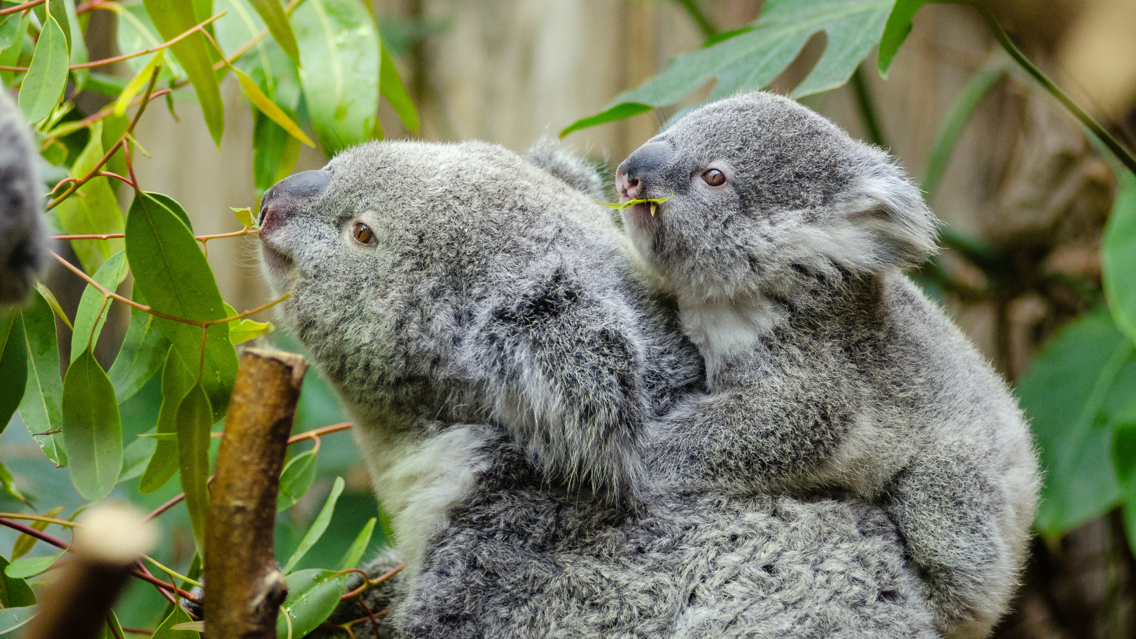 Beyond the icon: why mapping koalas is key to saving Australia’s ecosystems