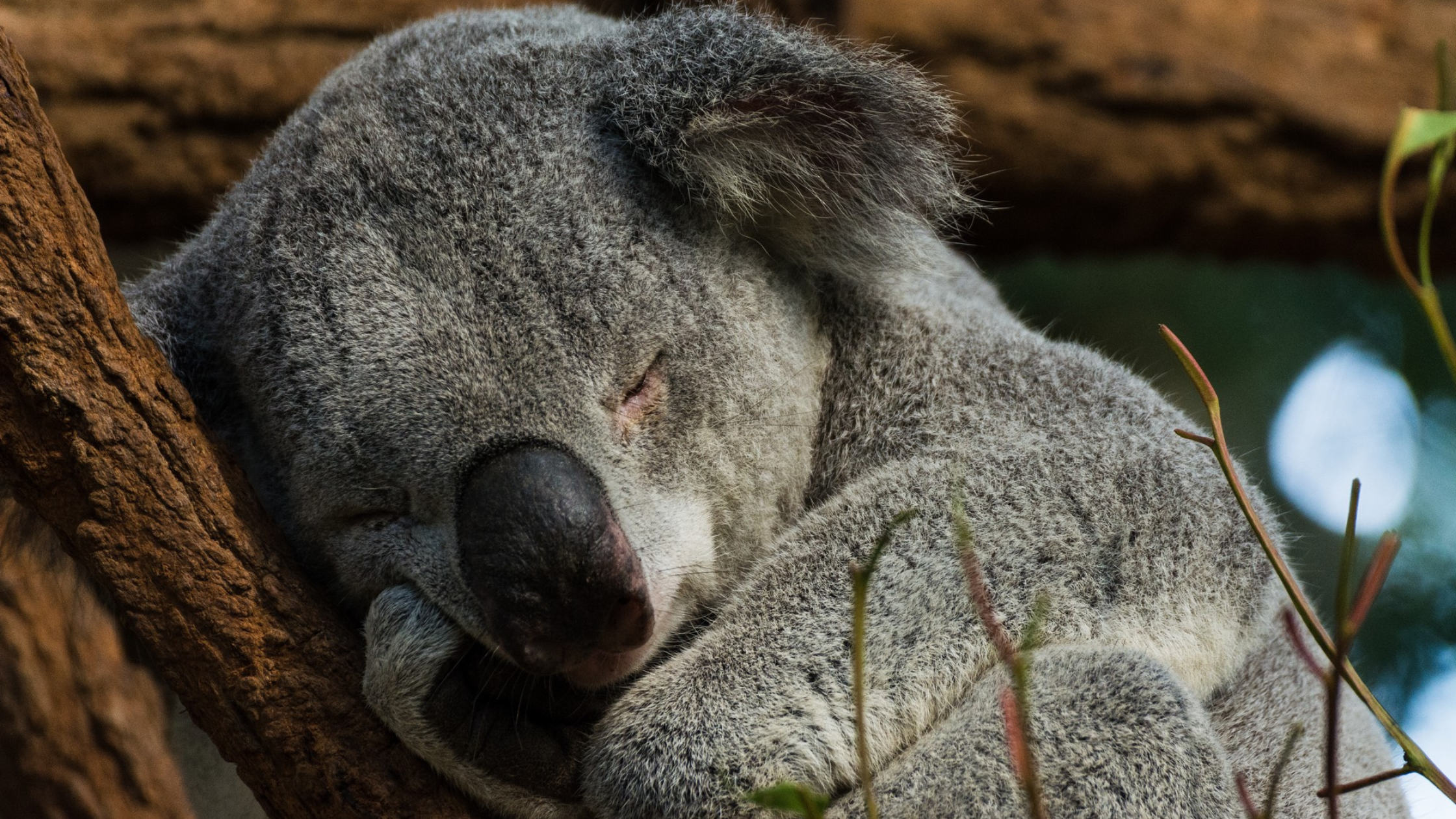 Citizen koala DNA monitoring