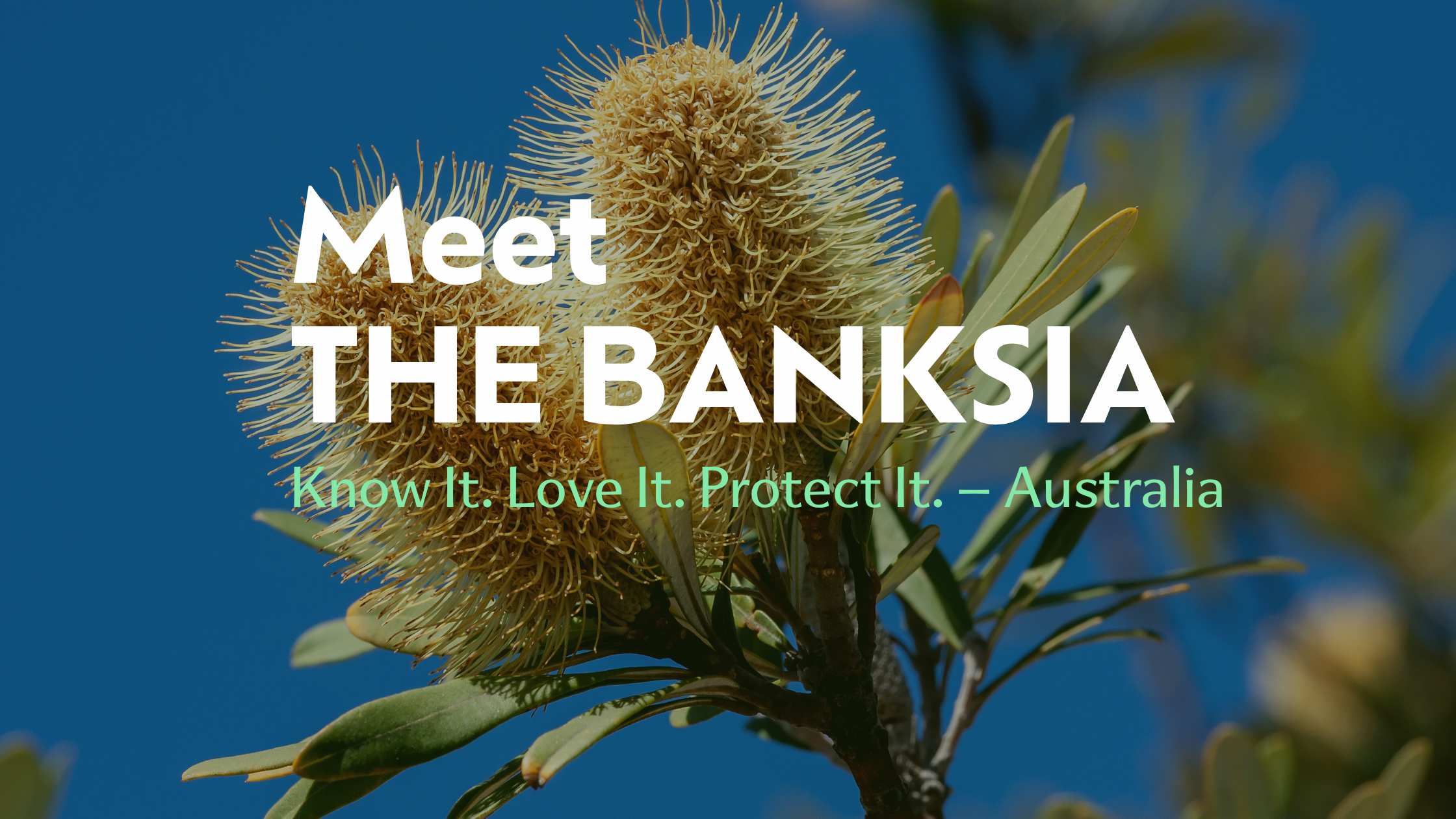Meet the Banksia | Biodiverse Australia