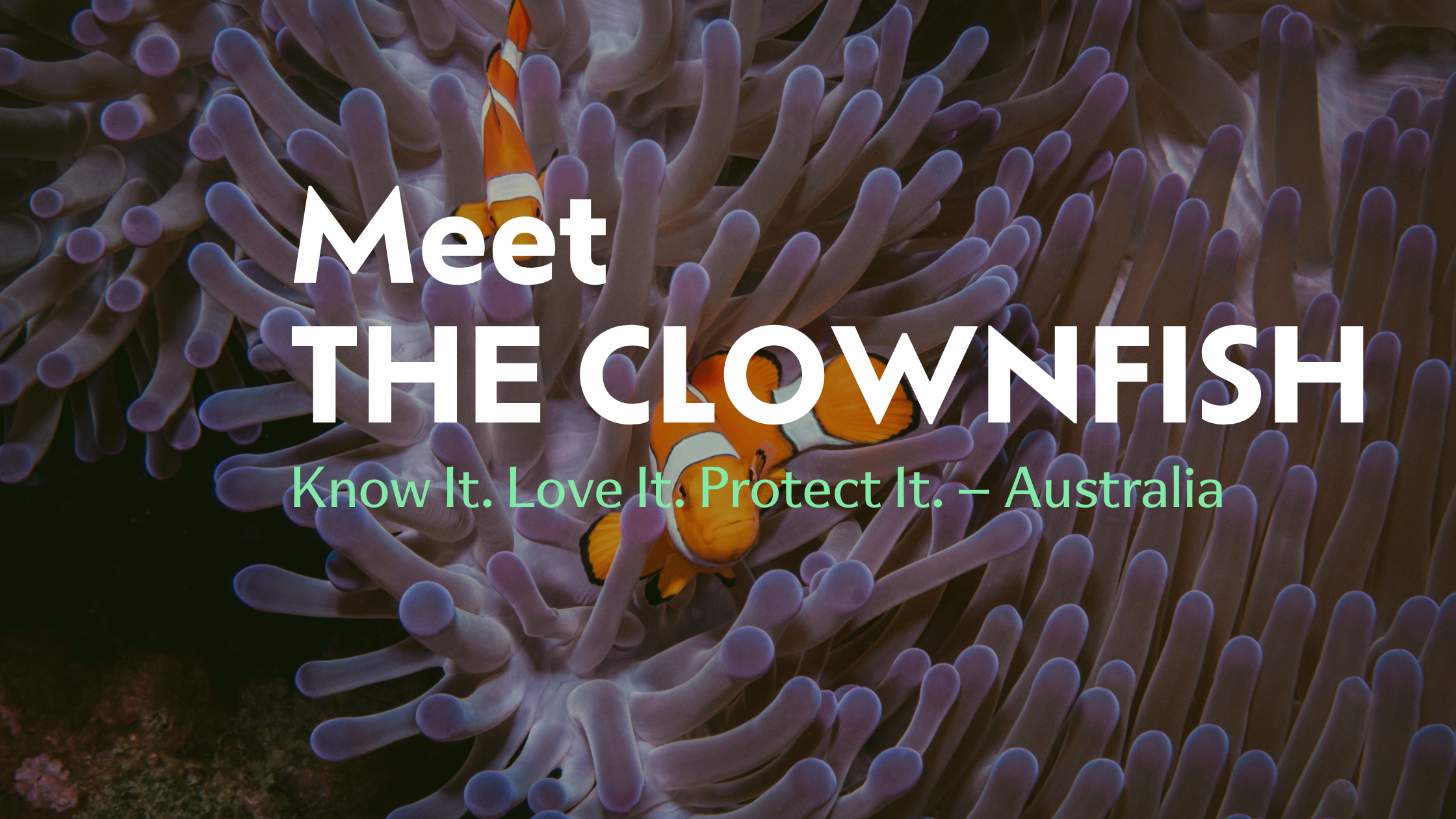 Meet the Clownfish | Biodiverse Australia