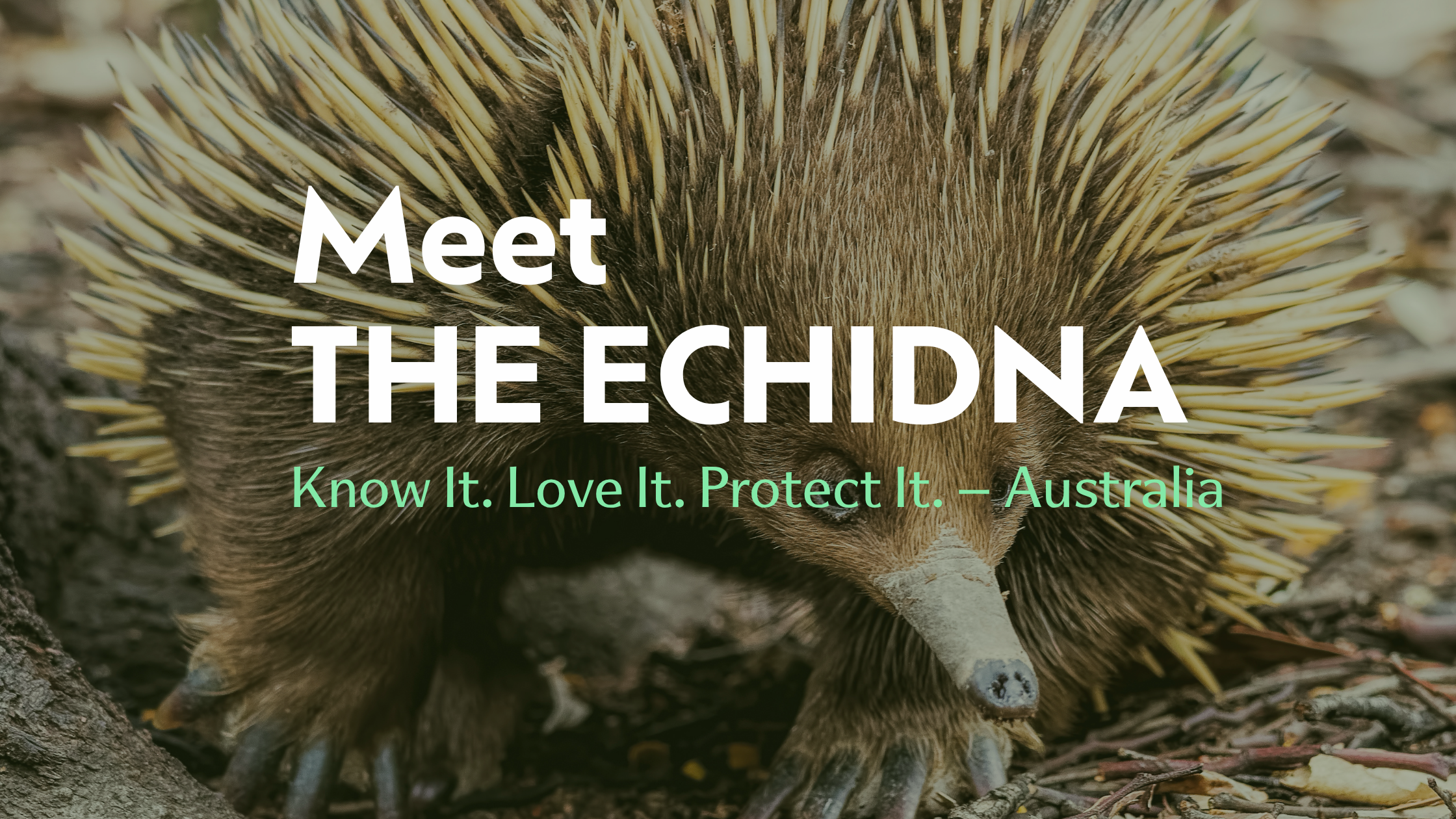 Meet the Echidna | Biodiverse Australia