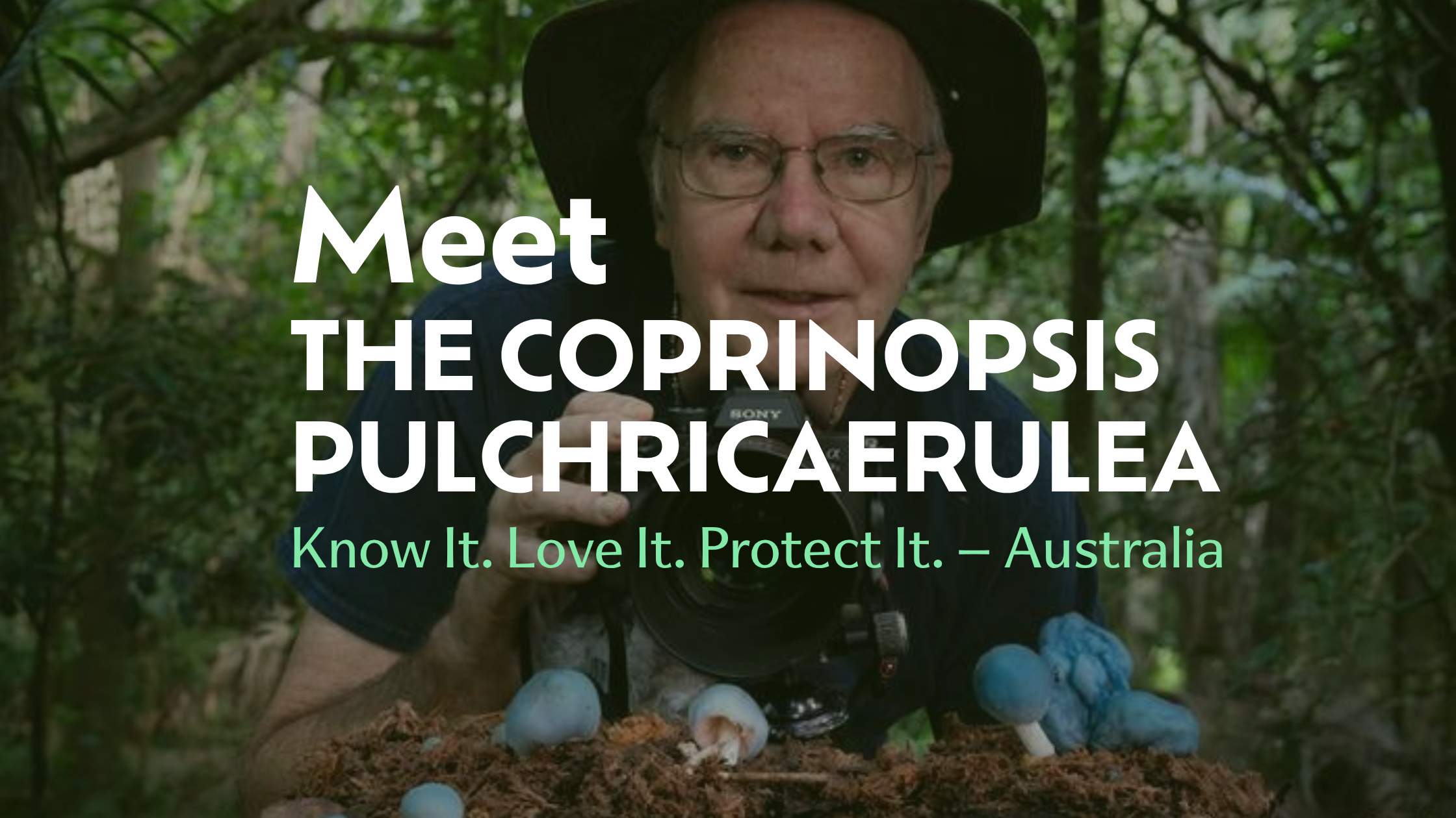 Meet the Coprinopsis pulchricaerulea | Biodiverse Australia