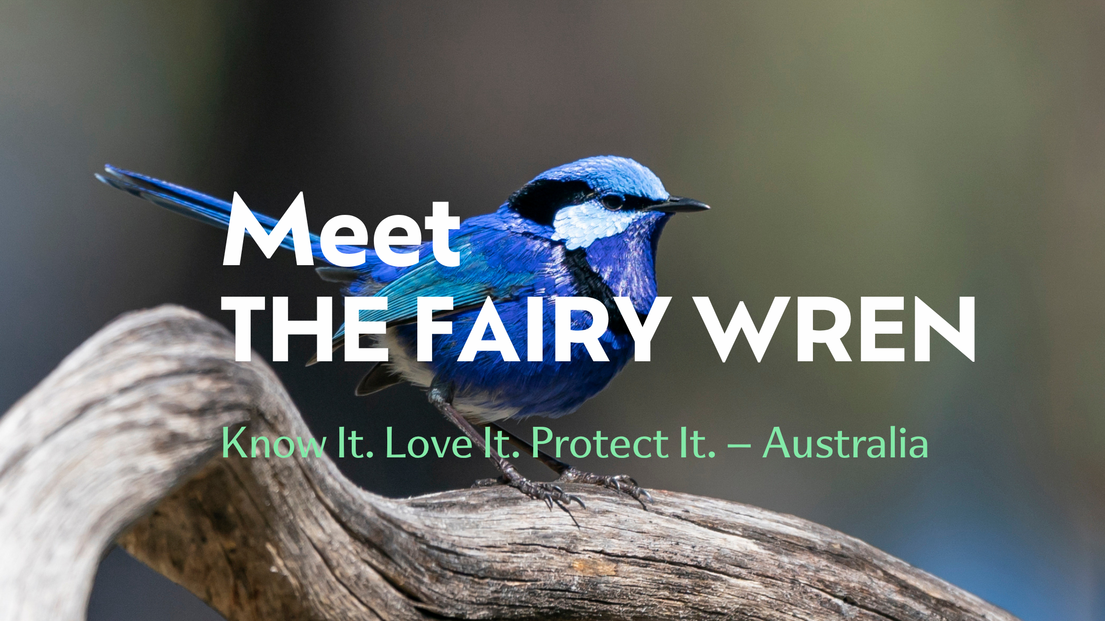 Meet the Fairy Wren (Malurus splendens)