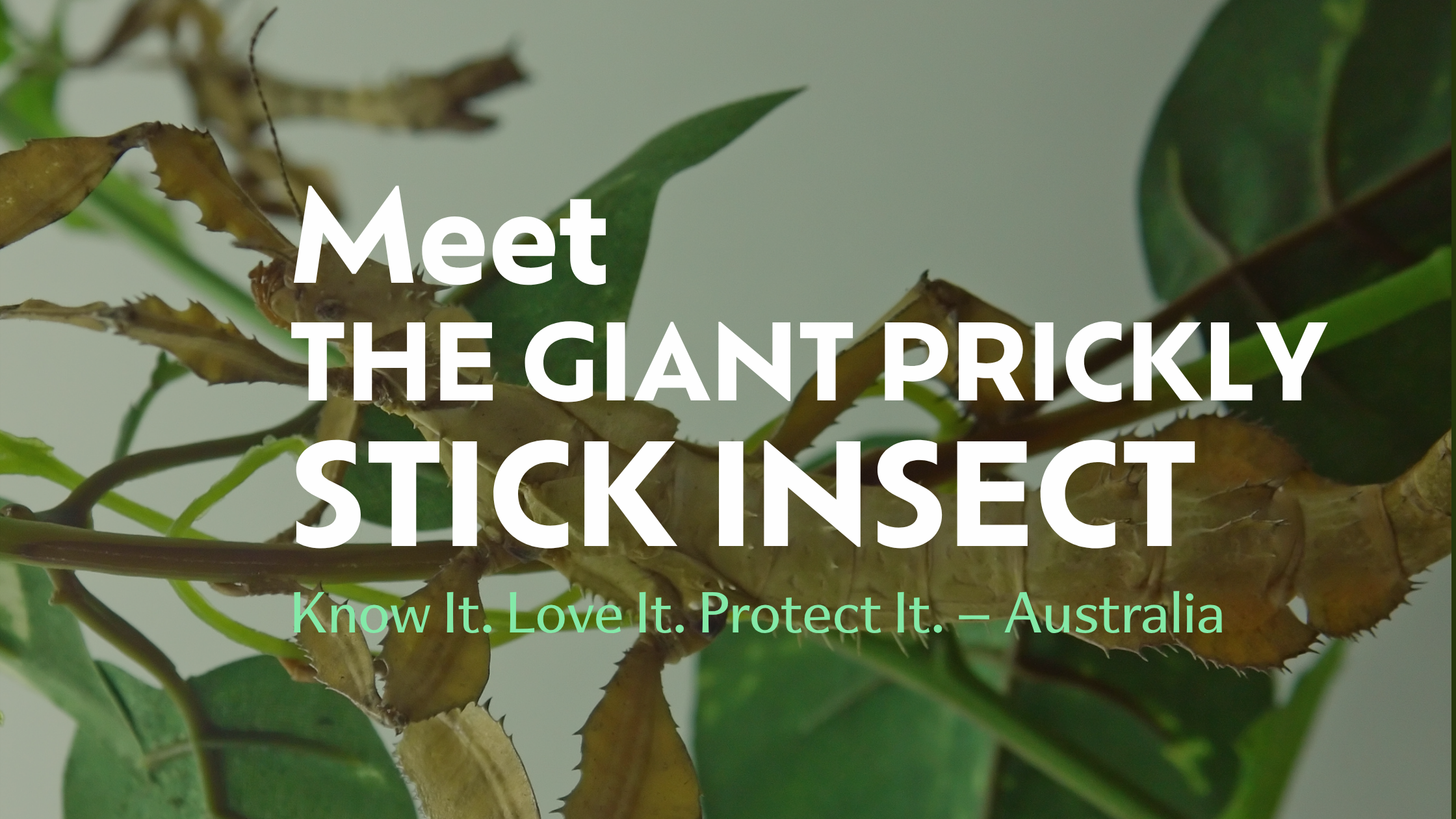 Meet the Giant Prickly Stick Insect