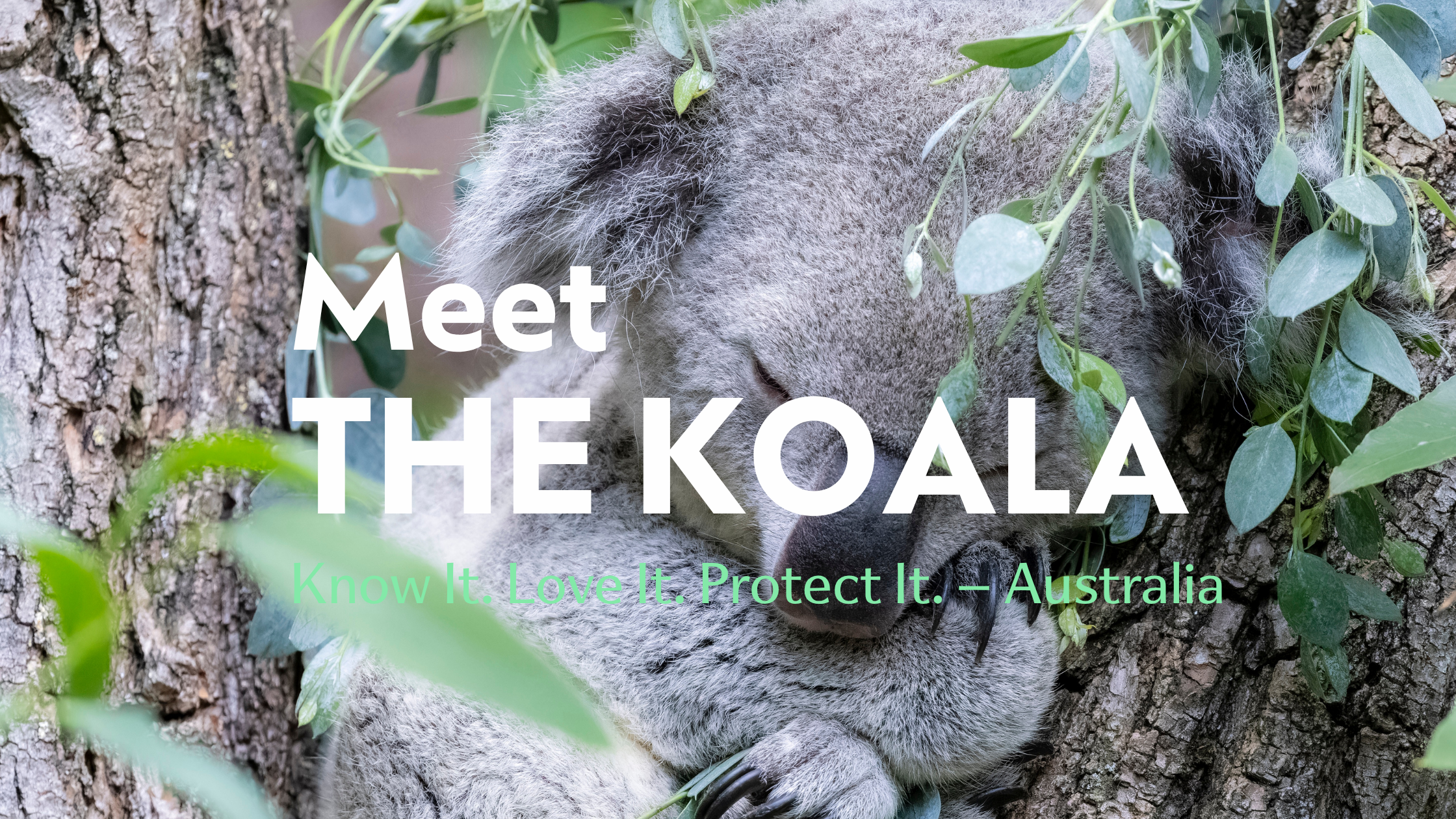 Meet the Koala (Phascolarctos cinereus)| Biodiverse Australia