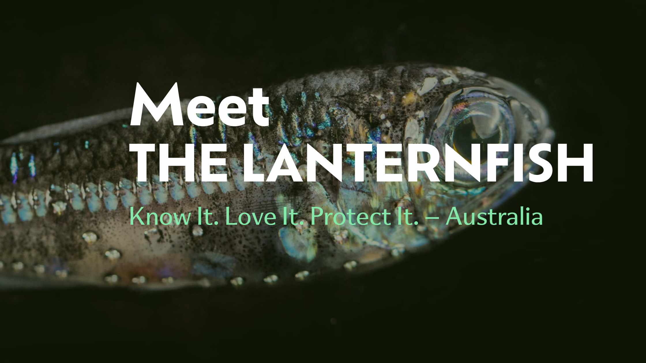 Meet the Lanternfish | Biodiverse Australia