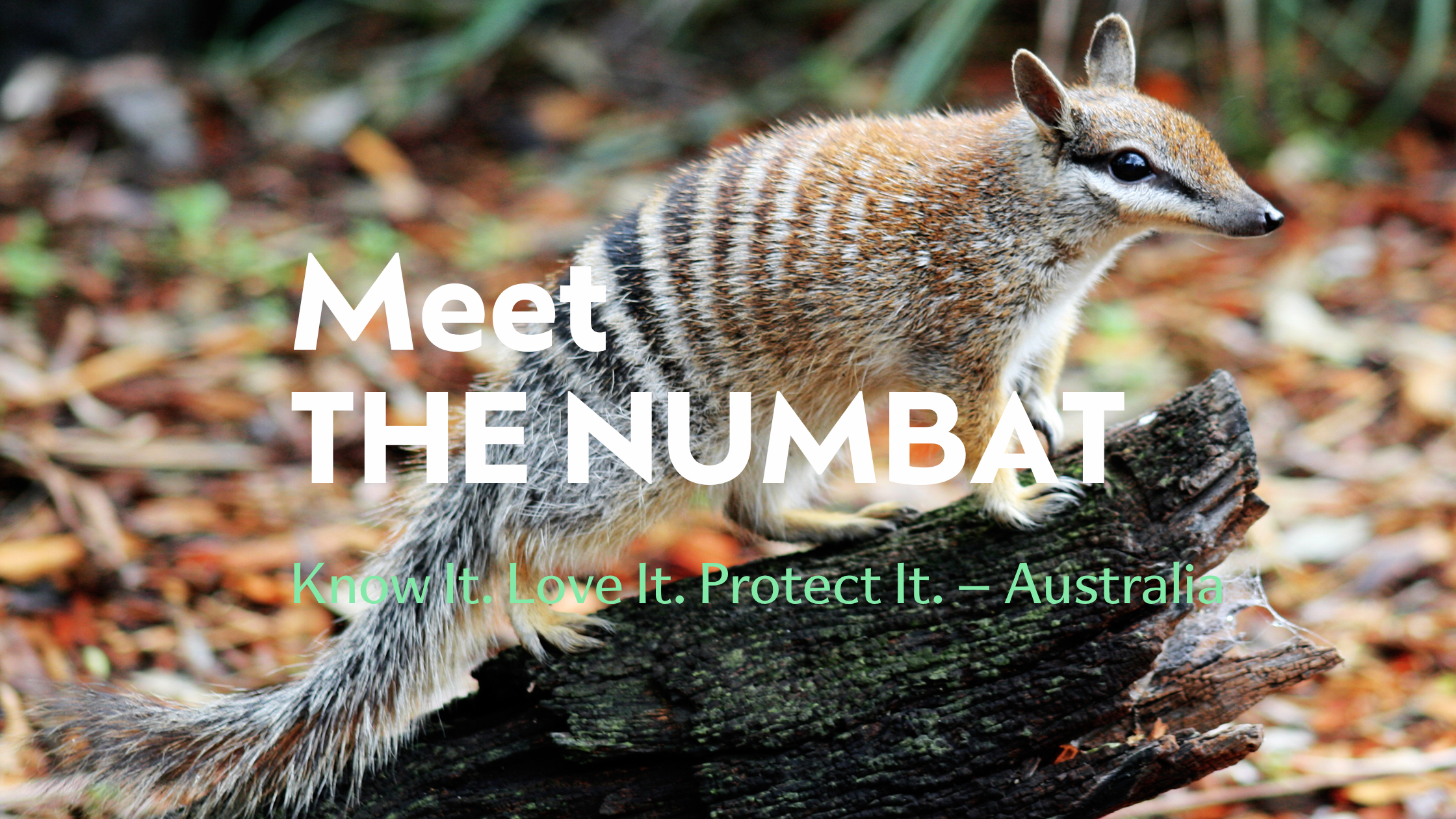 Meet the Numbat (Myrmecobius fasciatus)
