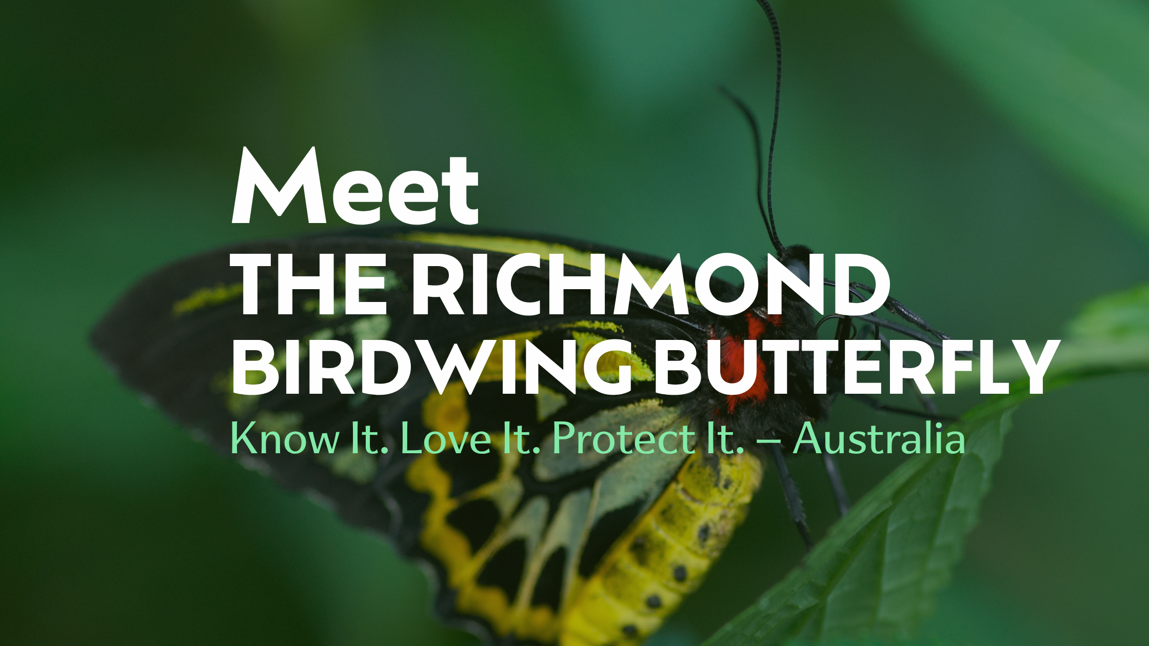 Meet the Richmond Birdwing Butterfly