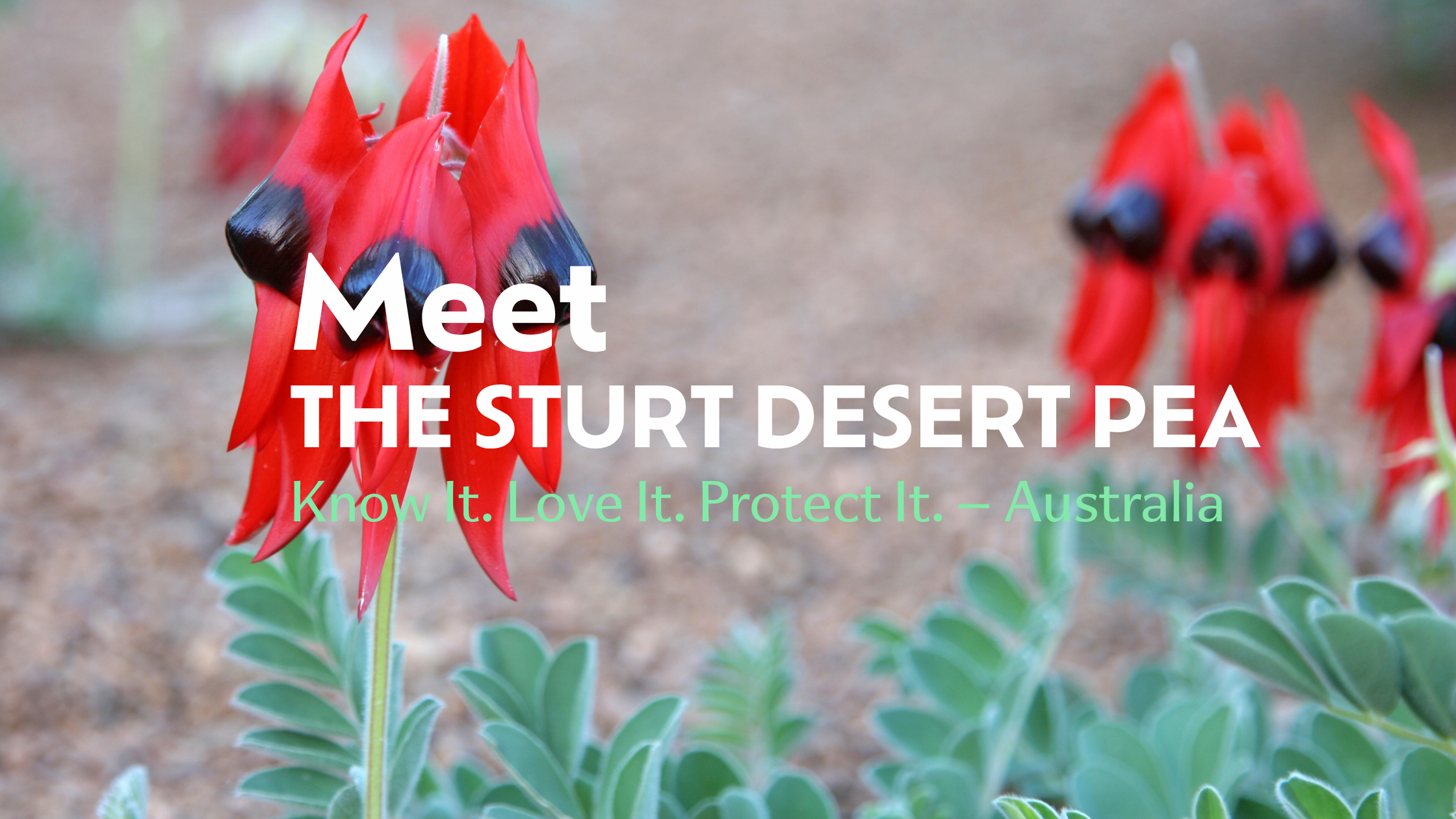 Meet the Sturt’s Desert Pea