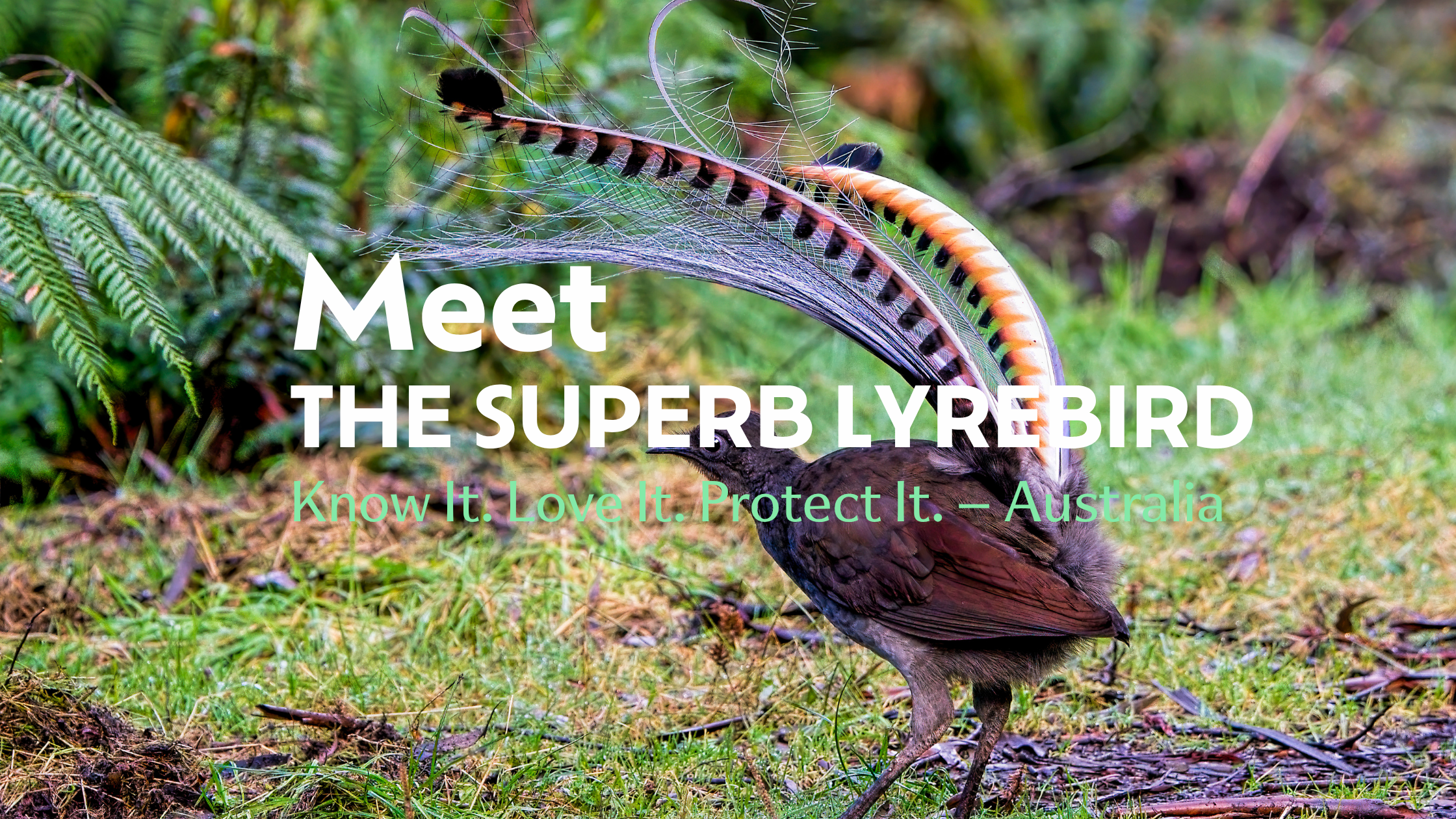 Meet the Superb Lyrebird