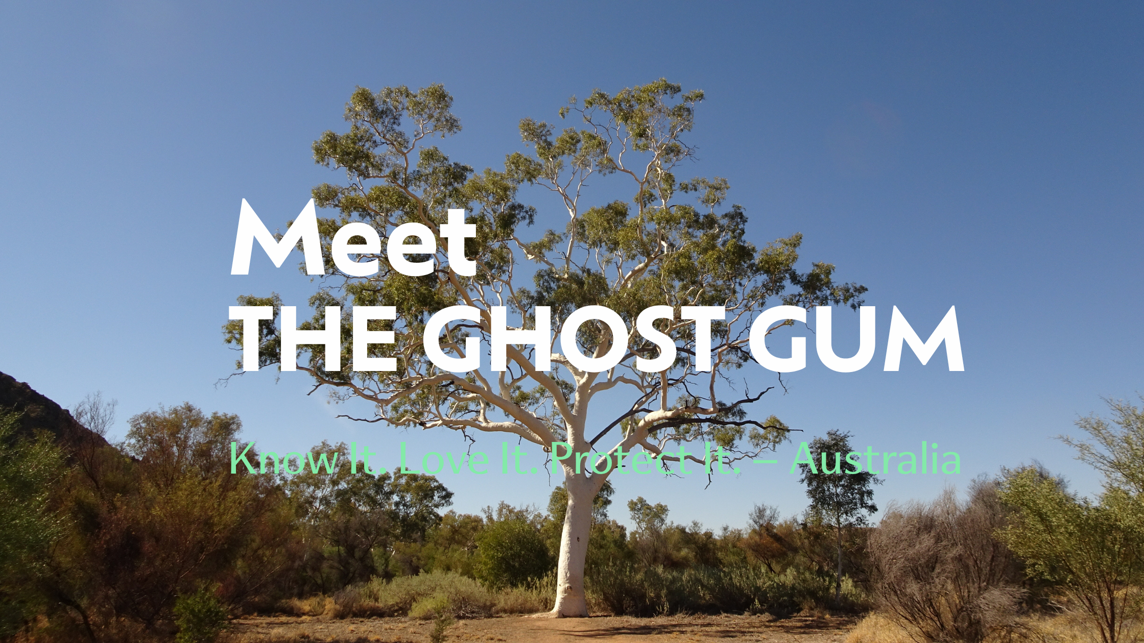 Meet the Ghost Gum (Corymbia aparrerinja)