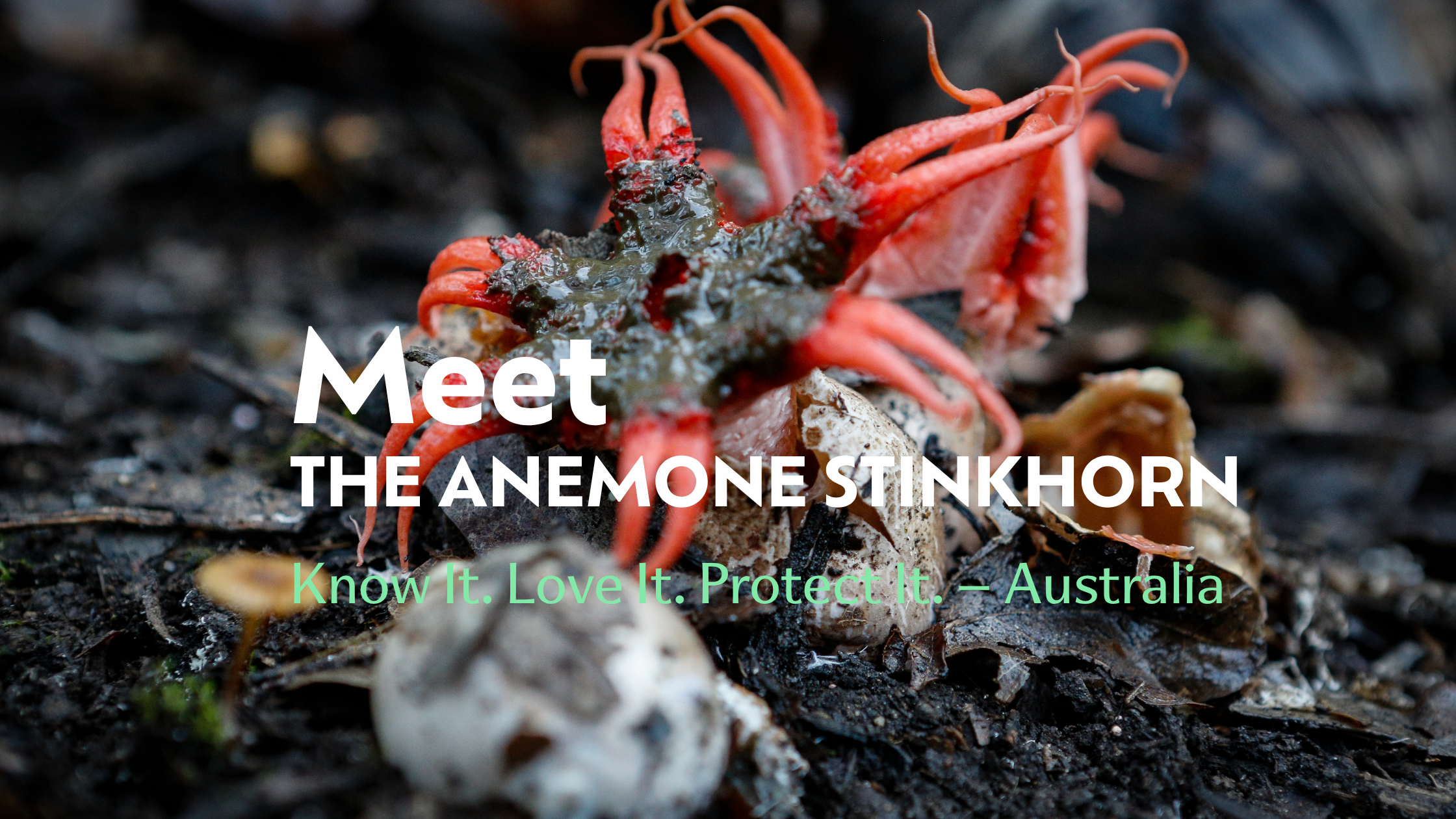 Meet the Anemone Stinkhorn (Aseroe rubra)