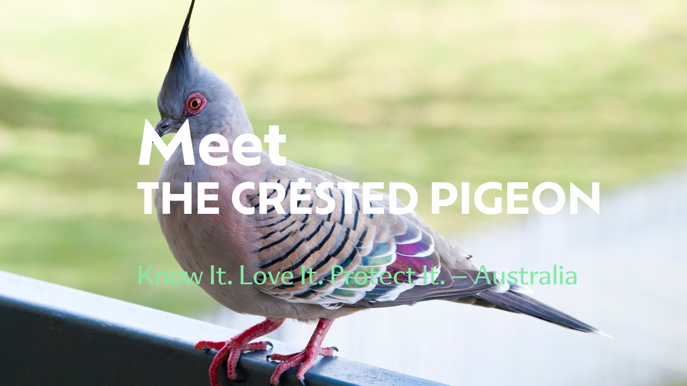 Meet the Crested Pigeon (Ocyphaps lophotes)