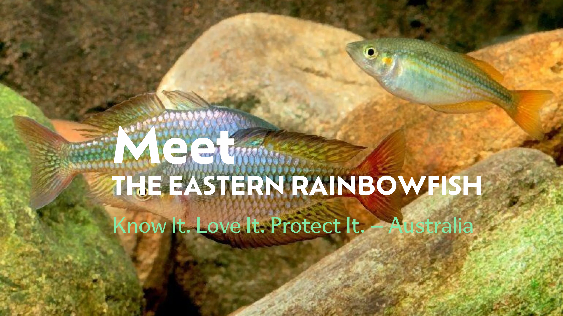 Meet the Eastern Rainbowfish (Melanotaenia splendida splendida)