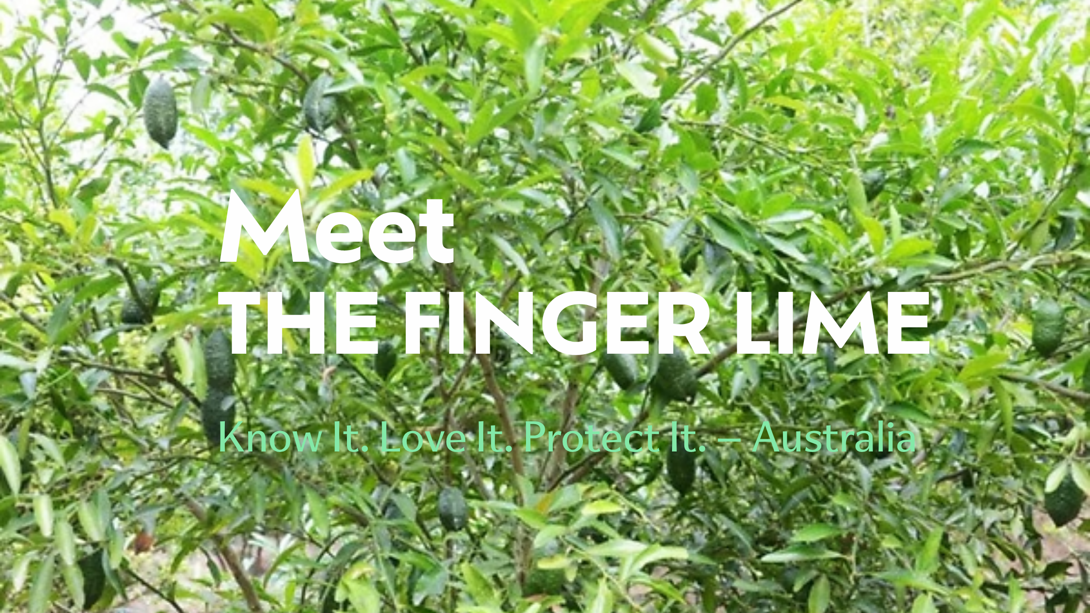 Meet the Finger Lime (Citrus australasica)