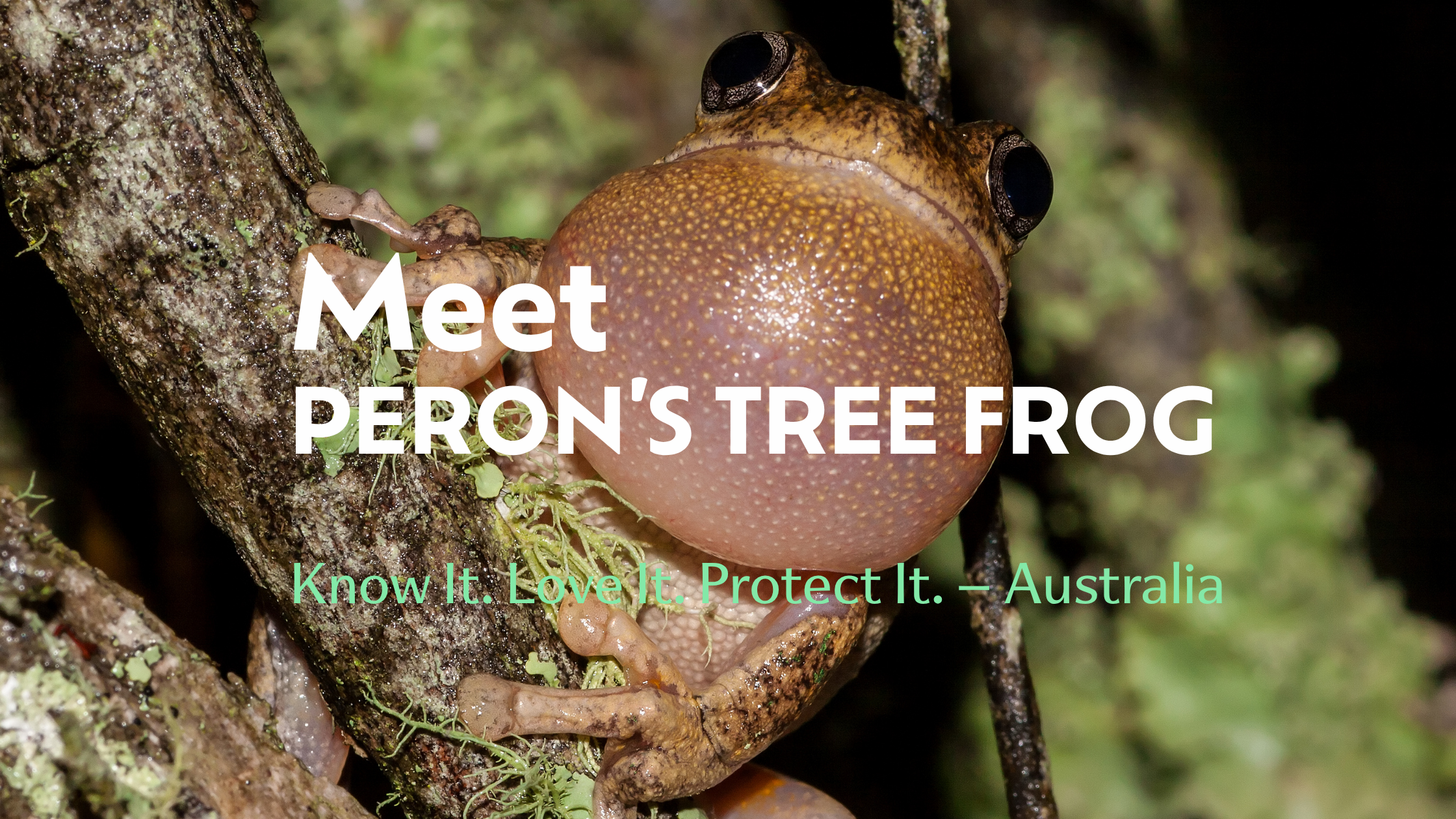 Meet the Peron’s Tree Frog (Litoria peronii)