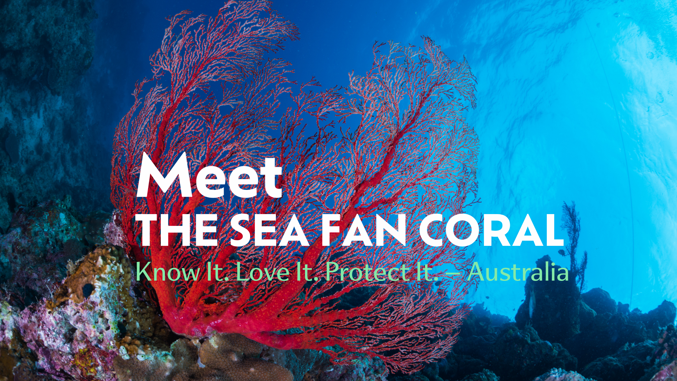 Meet the Sea Fan Coral (Gorgonia ventalina)